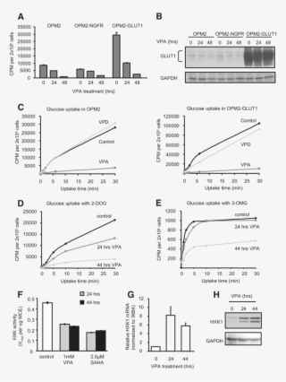 A, Opm2 Cells Uninfected Or Stably Infected With Empty