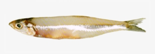 White Bait
