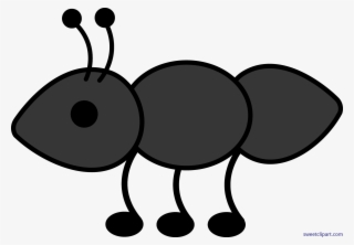 Ant Black Sweet