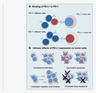 Intrinsic And Extrinsic Effects Of Pd L1 Expression