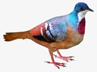 Mindanao Bleeding Heart