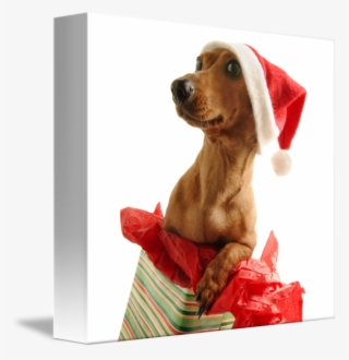 Dog Santa Hat