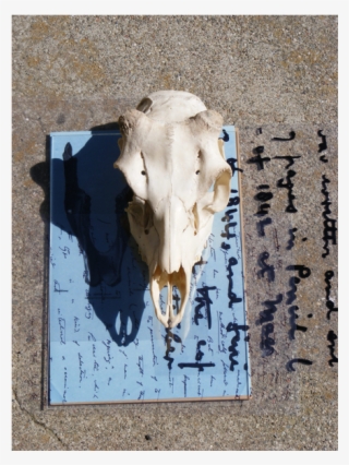 Sunprints Skull And Writing