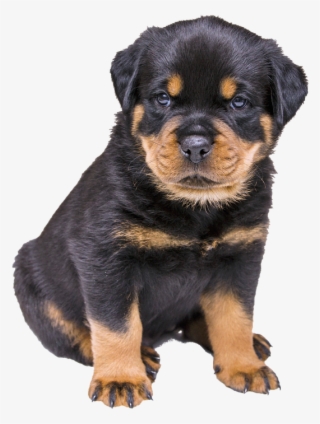 Rottweiler Puppy, Dog, Nature