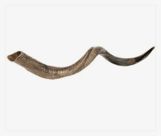 Large Yemenite Shofar