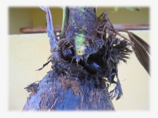 Ponto De Entrada Do Adulto Da Broca Do Coleto Strategus