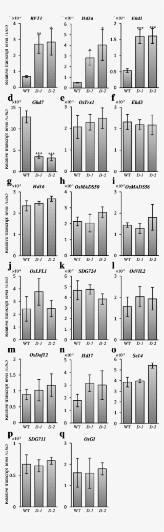 Expression Of Floral Regulators In Activation Tagging