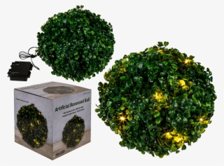 Boxwood Png