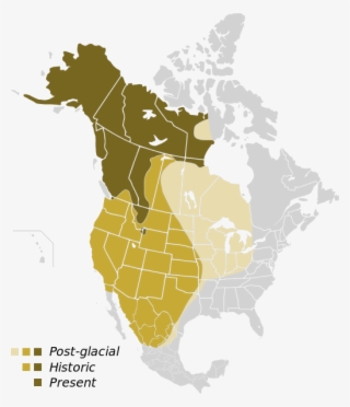 Historic And Present Grizzly Bear Population Maps