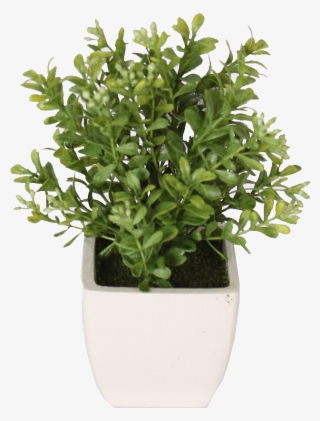 Potted Fresh Cut Boxwood