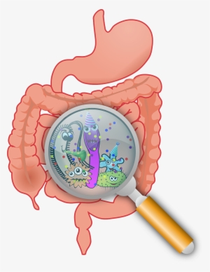 My Intention With Sharing This Is Not To Gain Anyone's - Gut Microbiome Png