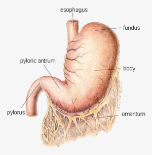 Dog-stomach - Bloated Stomach X Ray