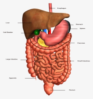 Anatomy Clipart Stomach - Digestive System Organs