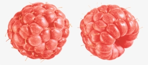 Raspberry Duo Vintage