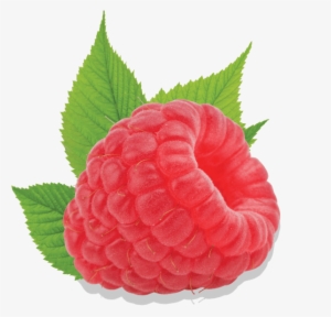 Raspberry - Hindbær Png