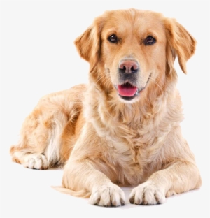 Golden Retriever Png Background - Puppy Sitting Png