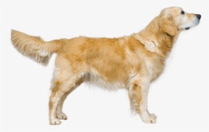 Clipart Library Library Dog Breed Facts And Information - Golden Retriever Png