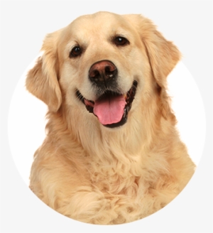 Golden Retriever - Golden Retriever Transparent Background