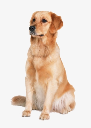 Golden Retriever Transparent Image - Golden Retriever Png
