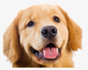 Golden Retriever Transparent Images - Golden Retriever Png