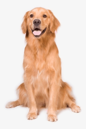 Perro - Dog Sitting Down Png