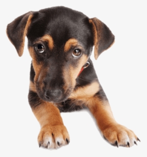 Puppy Dog Face - German Shepherd Puppies Png