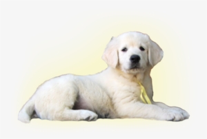 Latest News - Golden Retriever