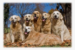 150 Anniversary Of Golden Retriever