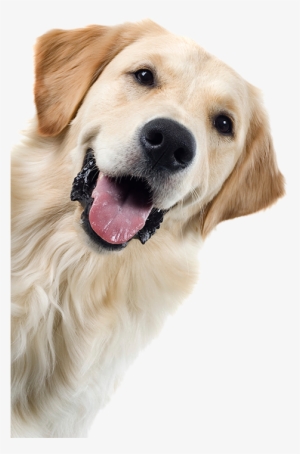 Happy Golden Retreiver - Kids And Dogs By Colleen Pelar