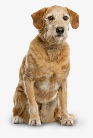 Nutro™ Grain Free Senior Farm-raised Chicken, Lentils - Vital Can Renal Perros