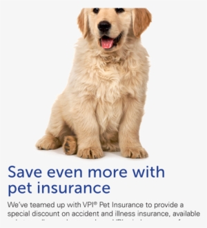 Save Even More With Pet Insurance Puppy - Happy Puppy And Kitten Png