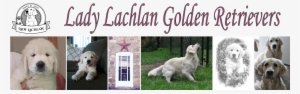 Lady Lachlan Golden Retrievers - Golden Retriever