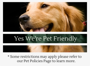 Golden Retriever 01 - Golden Retriever Greeting Card