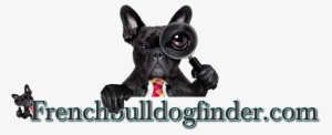 French Bulldog Ad Listing