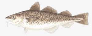 Atlantic Cod - Fish With 3 Dorsal Fins