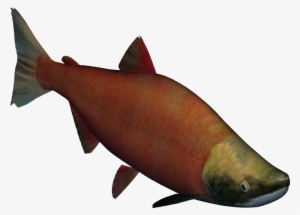 Sockeye Salmon - Zt2 Salmon