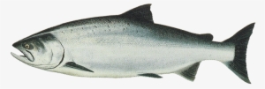 Fish Transparent Images Pluspng - Salmon Png