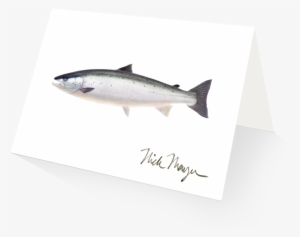 Wild Atlantic Salmon - Sockeye Salmon