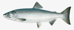 Chum Salmon