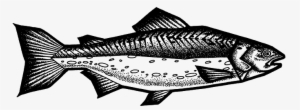 Salmon - Portable Network Graphics