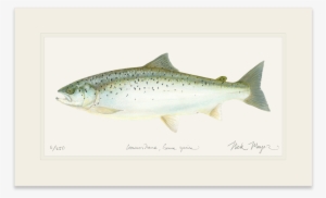 Landlocked Salmon - Art