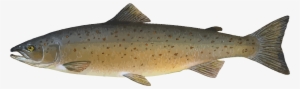 Animal Fish Food Ocean River Salmon Sea Fi - Atlantic Salmon Salmon Clipart