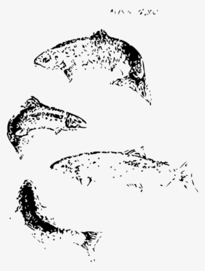 Lox Smoked Salmon Atlantic Salmon Salmon As Food - Atlantic Salmon