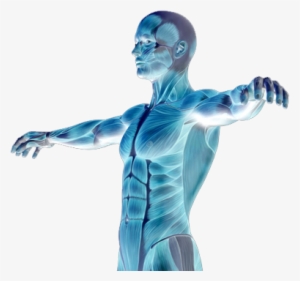 Muscle Degenerative Diseases - Human Body Png Transparent