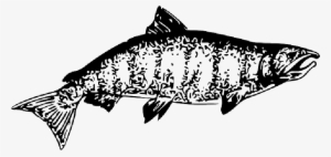 Mb Image/png - Chinook Salmon Clipart