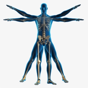 Andrew Elkwood And Matthew Kaufman Will Be Presenting - Human Body Transparent Png