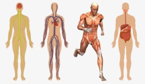 01 Body Structures - Human Skeleton And Muscles System
