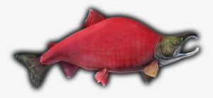 Sockeye Salmon Fish - Drawing