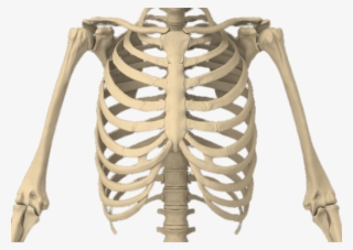 Bones Of The Body - Rib Cage Png
