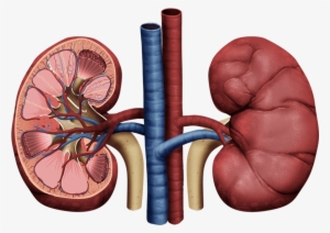 How To Draw Human Kidney The Right Way In Just 10 Minutes - Glomerular Filtration